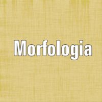 Morfologia