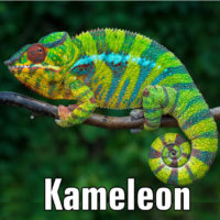 Antoni Czechow – Kameleon