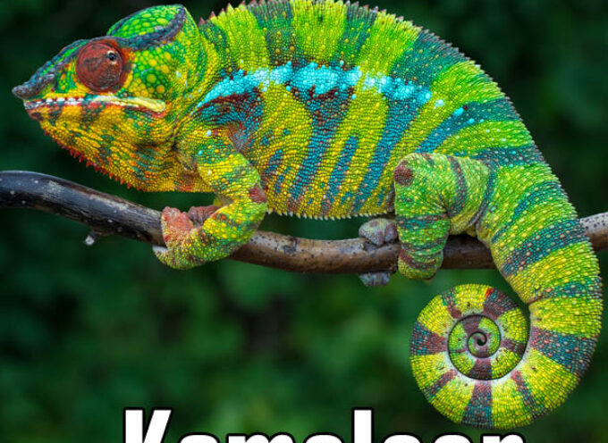 Antoni Czechow – Kameleon