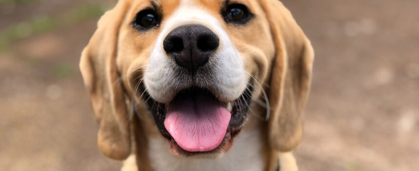 Sucha karma dla psa – zalety i wady