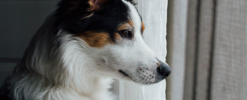 Jak znaleźć najlepszą suchą karmę dla psa dla alergika?