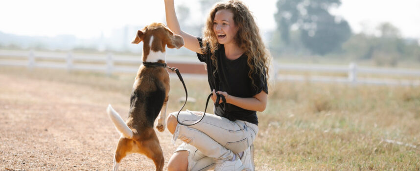 Akcesoria dla psów, które ułatwią tresurę. Poznaj je!