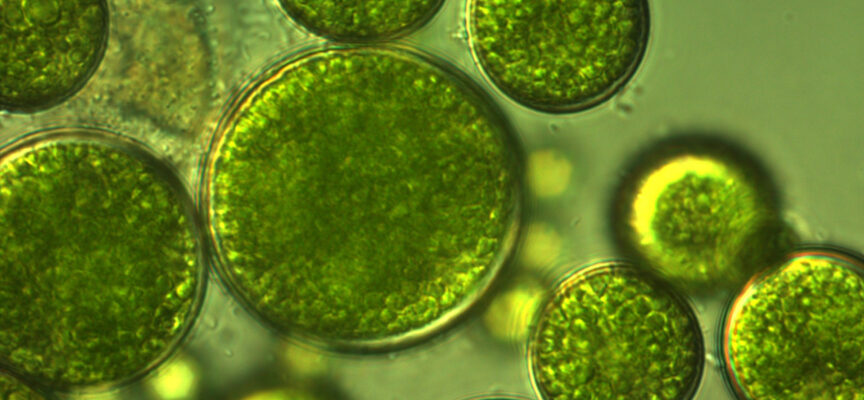 Budowa komórki roślinnej w pigułce – sprawdzone pomoce dydaktyczne